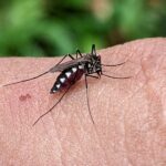 Best Camping Insect Repellent