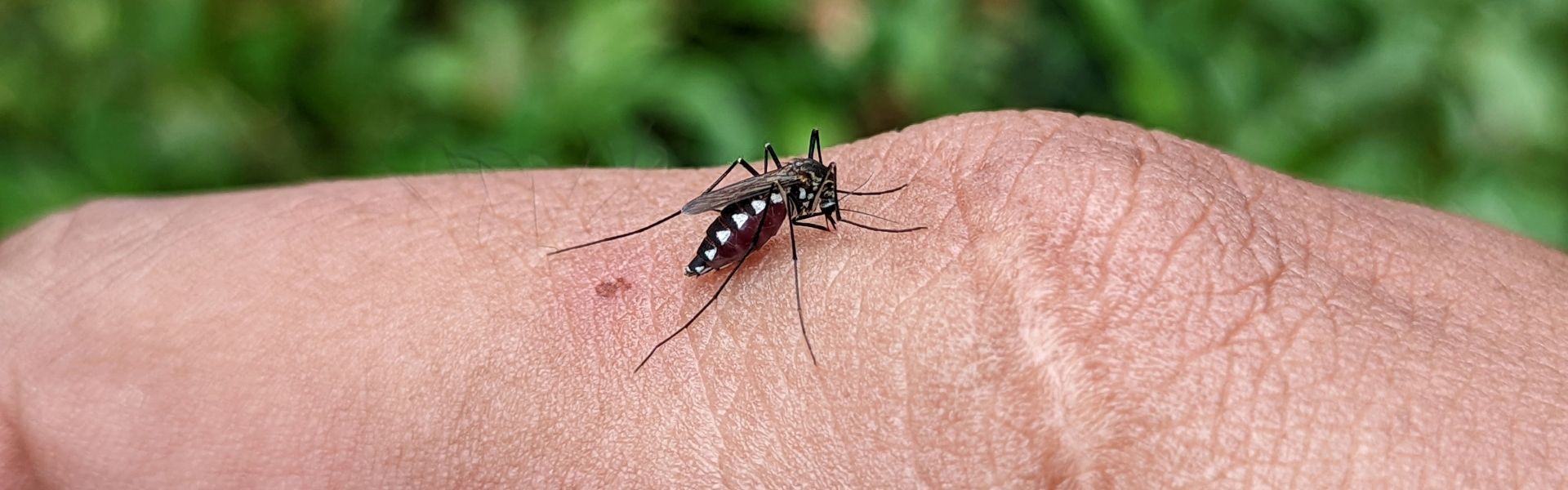 The Critter Defense Guide: Best Camping Insect Repellent & Tactics (2026)