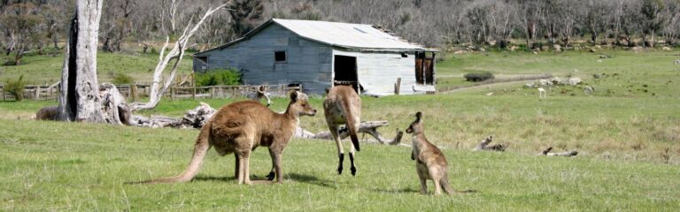 Orroral Woolshed in Namadgi National Park - ACT