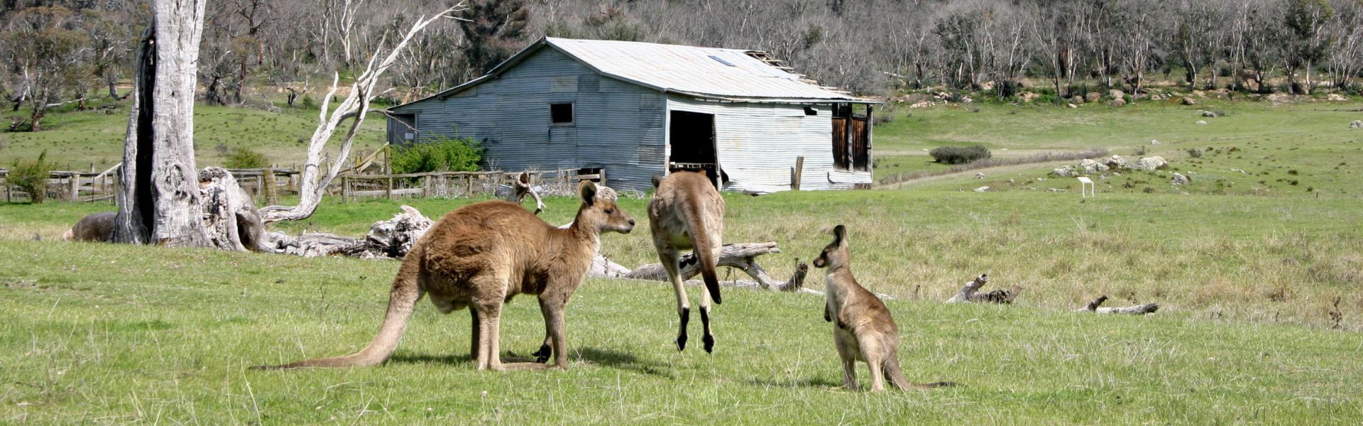 Orroral Woolshed in Namadgi National Park - ACT