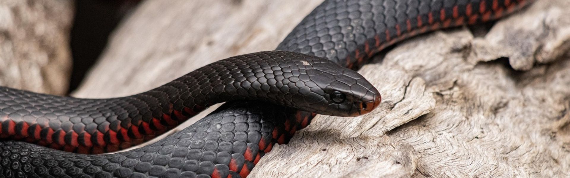 How to Camp Safely in Snake Country: A No-Panic Aussie Guide